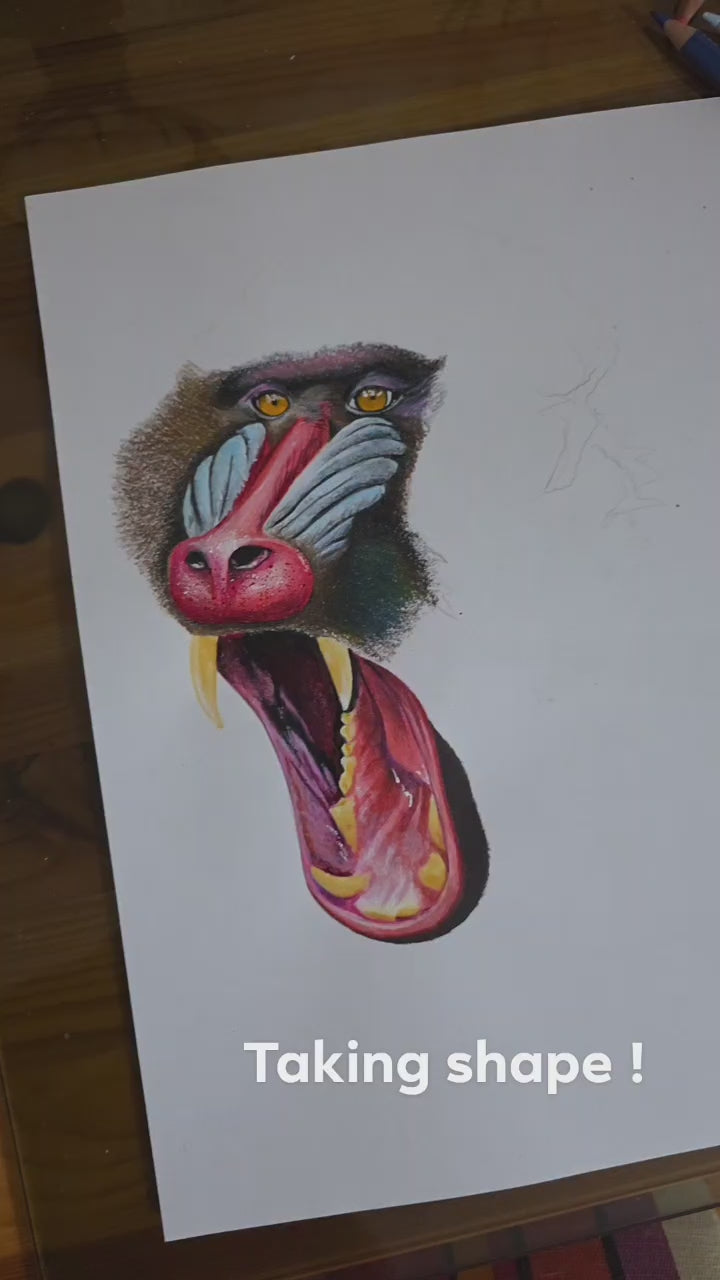 Mandrill Portrait by Kyle Duca – Digital Download
